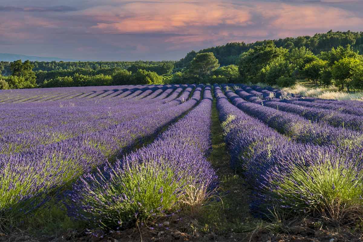 Provence lavender @ La Bastide de Bellegarde