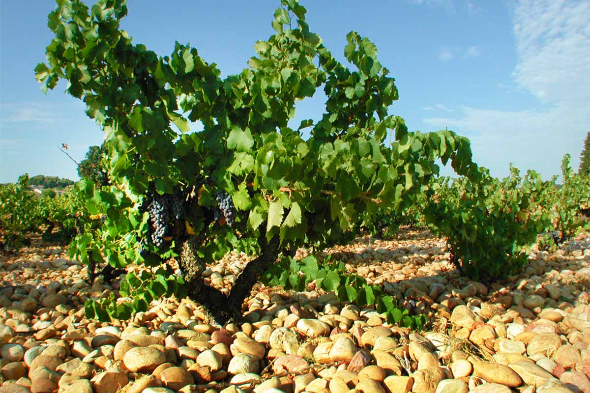 Provence wines @ La Bastide de Bellegarde